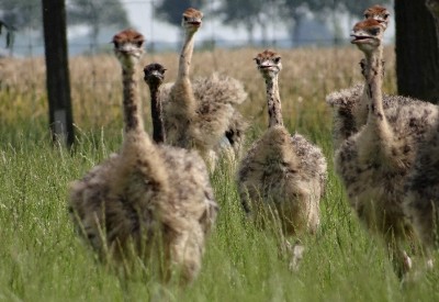 Struisvogelboerderij.jpg