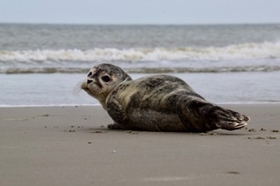 Zeehonden safari.jpg