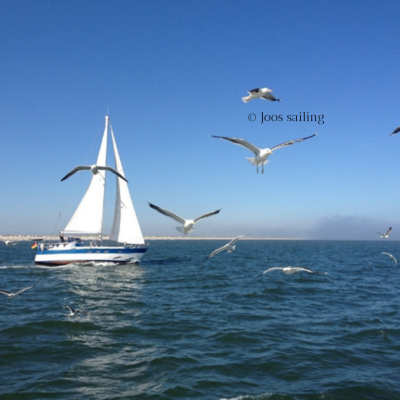 joos sailing.png