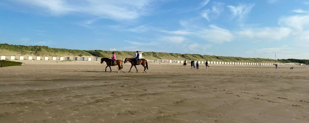 Paarden Strand Nieuwvliet.jpg