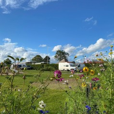 Bloemen kampeerveld.jpg